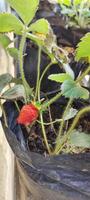 Portrait selective focus of Fragaria Ananassa or strawberry fruit that look ripe in a pot next to the house. photo