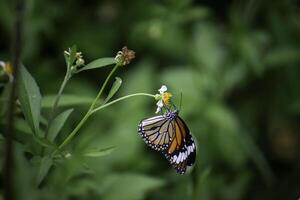 Butterflies and flowers in the backyard at the close of the day. photo