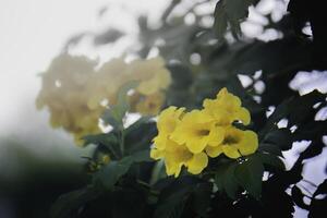 Yellow bell flower in nature It is naturally beautiful. photo