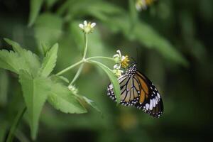 Butterflies and flowers in the backyard at the close of the day. photo