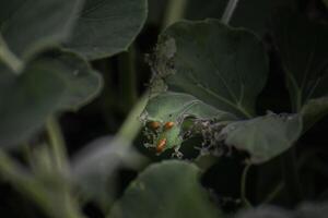 Red and orange insects in the green leaves photo