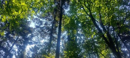 A forest with many trees and a clear blue sky. The trees are tall and green, and the sunlight is shining through the leaves, creating a peaceful and serene atmosphere. photo