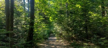 A forest with many trees and a clear blue sky. The trees are tall and green, and the sunlight is shining through the leaves, creating a peaceful and serene atmosphere. photo