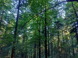 A forest with many trees and a clear blue sky. The trees are tall and green, and the sunlight is shining through the leaves, creating a peaceful and serene atmosphere. photo
