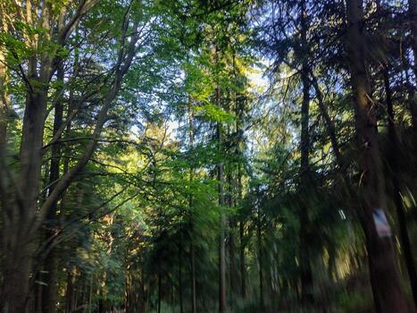 A forest with many trees and a clear blue sky. The trees are tall and green, and the sunlight is shining through the leaves, creating a peaceful and serene atmosphere. photo