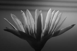 Black and white lotus with many petals, nature photo
