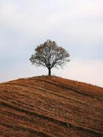 The Resilient Oak A Symbol of Strength and Solitude photo
