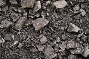 Grey Topsoil A Versatile Foundation for Diverse Plant Life photo