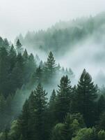 Misty Woods The Enchanting Mystery of Moisture Country photo