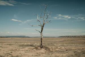 The Last Standing Sentinel A Symbol of Environmental Devastation photo