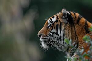 The Emperors Majestic Aura A Softened Dorsal Silhouette photo