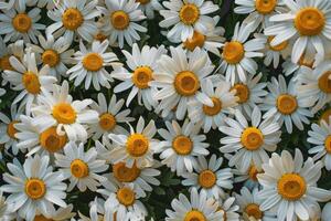 Daisies Bringing Life and Freshness to Textile Designs photo