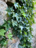 Resilient Ivy Adapting Through the Sands of Time photo