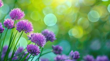 Chives Blossoms in Full Bloom Against Green Background photo