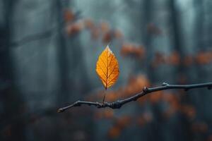 The Graceful Solitude of a Single Forest Leaf photo
