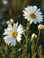 Sunlit Daisies Symbolizing Solar Aspects in Religious Beliefs photo