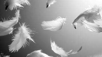 Graceful Dance of Floating Down Feathers photo