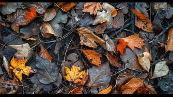 Layers of Life The Forest Floors Hidden Ecosystem photo