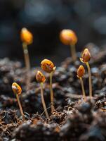 Lifes Renewal Seeds Bursting Forth from Enriched Soil photo