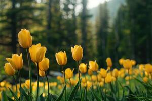 Tranquil Spruce Forest with Cluster of Yellow Tulips photo