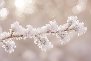 Whispers of Winter Delicate Snowflakes on Fragile Branches photo