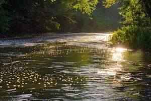 Sunlight Sparkling on the Calm Rivers Rippling Waters photo