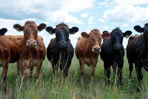 Sparkling Cows How Shiny Lotion Transforms Their Appearance photo