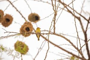 Weaver bird weaver finches building nest photo