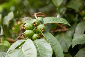 Three guava are on the tree branch photo