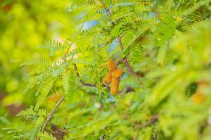 Sweet tamarind and leaf on the tree. photo