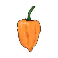 Illustration of orange chili pepper vector
