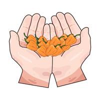 Illustration of orange chili pepper vector