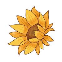 Illustration of sunflower vector