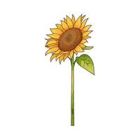 Illustration of sunflower vector