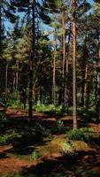 Deep Scandinavian woods on a late summer evening video