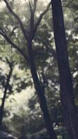 Fog in the mysterious rainforest video