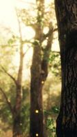 rays of sunlight in a misty forest in autumn video