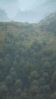 trees on meadow between hillsides with forest in fog video