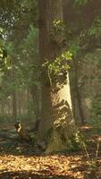 Sun rays flowing through the tree trunks of the evergreen forest video