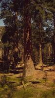 Sunset view in the forest in Sequoia National park video