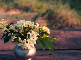 Beautiful white Orange Jasmine in a silver vase at the garden. photo