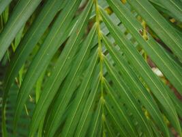 Green palm leaves in the garden, close-up for nature background. photo