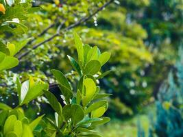 The leaves in the garden are refreshing for the rainy season background. photo