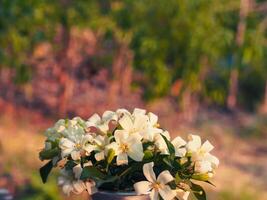 Beautiful white Orange Jasmine in a silver vase at the garden. photo