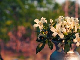 Beautiful white Orange Jasmine in a silver vase at the garden. photo