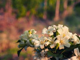 Beautiful white Orange Jasmine in a silver vase at the garden. photo