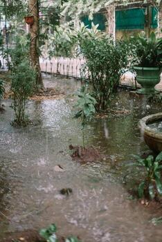 Trees and garden under heavy rain, causing water to overflow and flood the area, creating a wet and lush scene photo