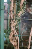 Climbing tree trunk entwined with an iron fence, showcasing nature's strength and persistence photo