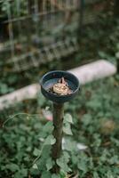Broken garden light with only the empty fixture remaining, showing signs of wear and neglect photo