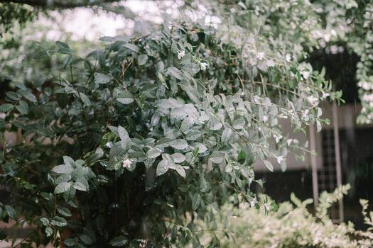 Trees and garden under heavy rain, causing water to overflow and flood the area, creating a wet and lush scene photo
